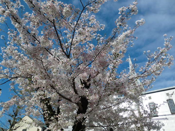 司教館の庭の桜