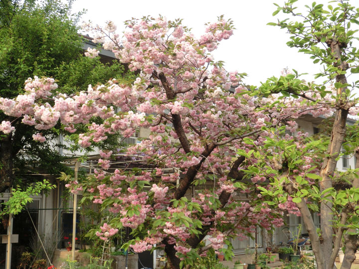 名古屋教区事務所の桜