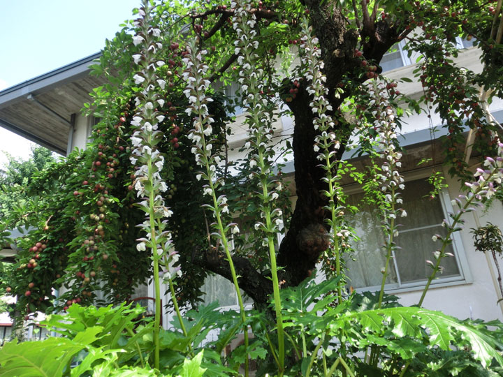 太田神父様が育てている教区事務所のアカンサスの花