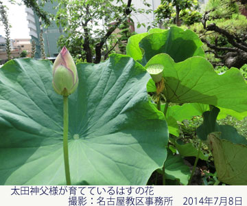 太田神父様が育てているはすの花　撮影：名古屋教区事務所　2014年7月8日