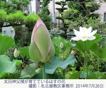 太田神父様が育てているはすの花　撮影：名古屋教区事務所　2014年7月26日