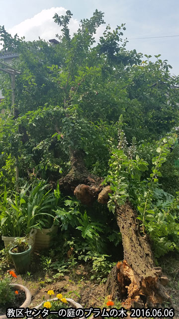 教区センターの庭のプラムの木。6月4日の夜の雨と風で倒れました