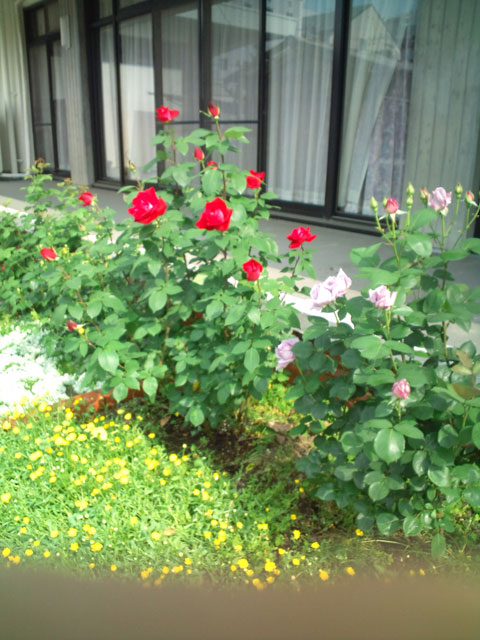 太田神父様のバラの花