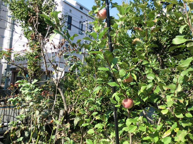 太田神父様が育てている教区センターのリンゴの果実、3個実っています